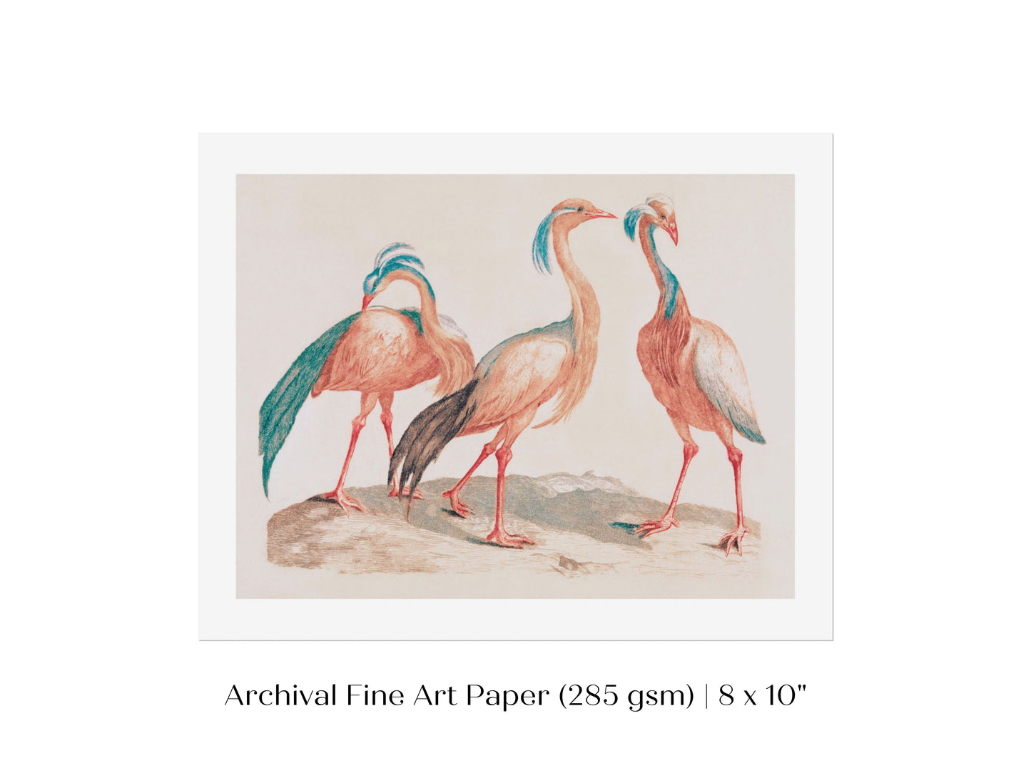Pink Cranes | P173