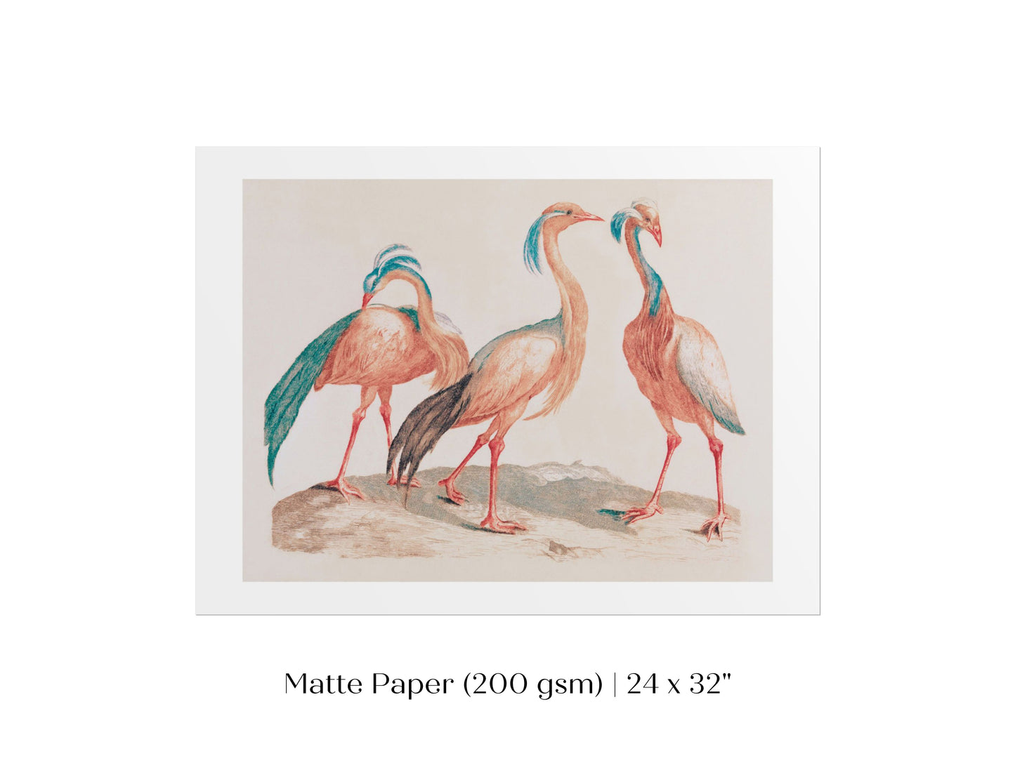 Pink Cranes | P173