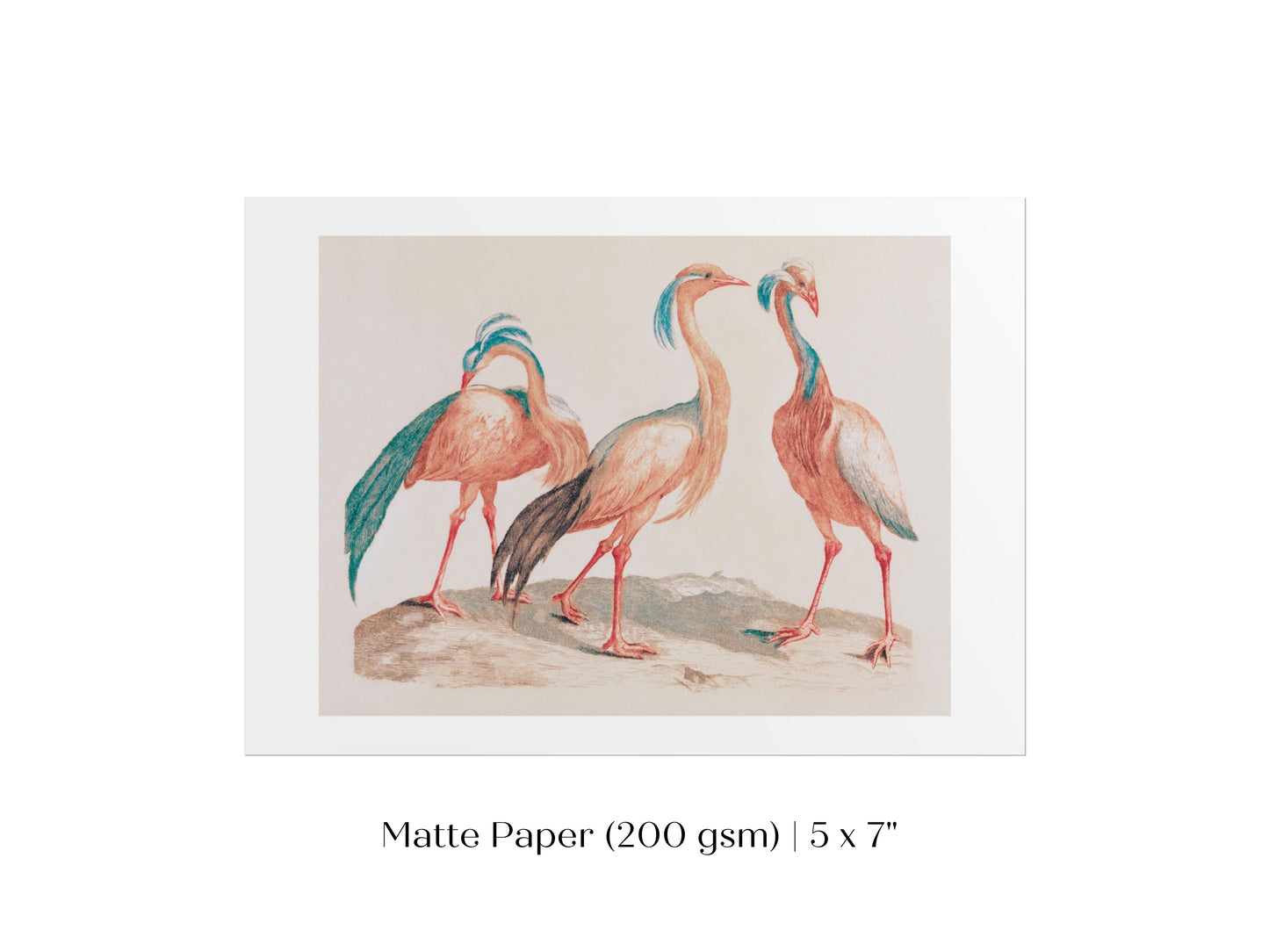 Pink Cranes | P173