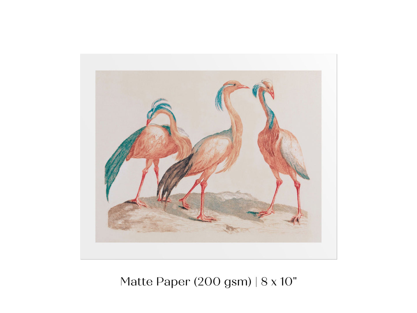 Pink Cranes | P173
