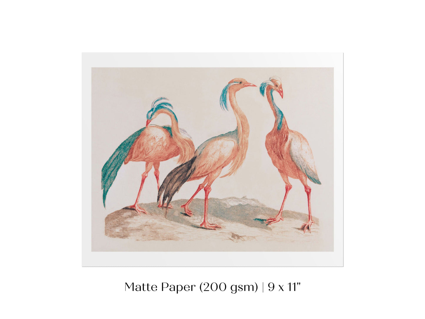 Pink Cranes | P173