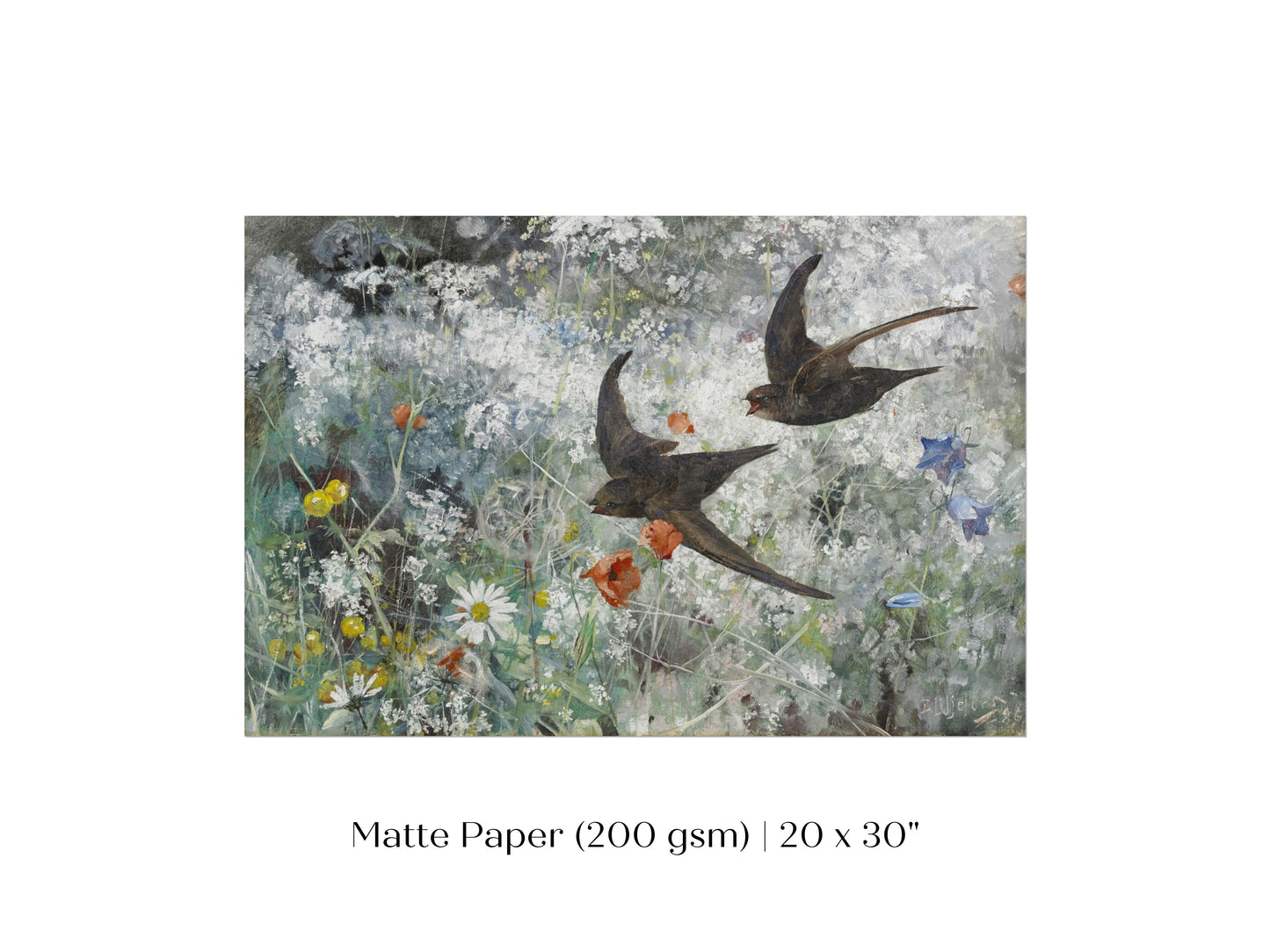 Common Swifts and Wildflowers | P442