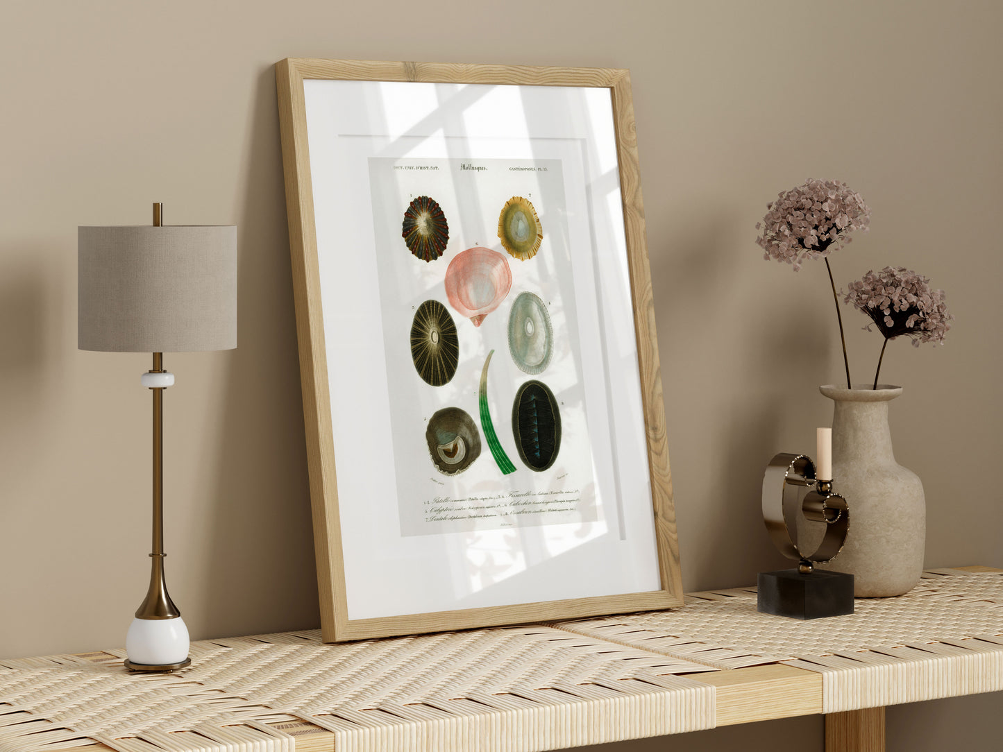 Shell/Mollusk Illustration | P230