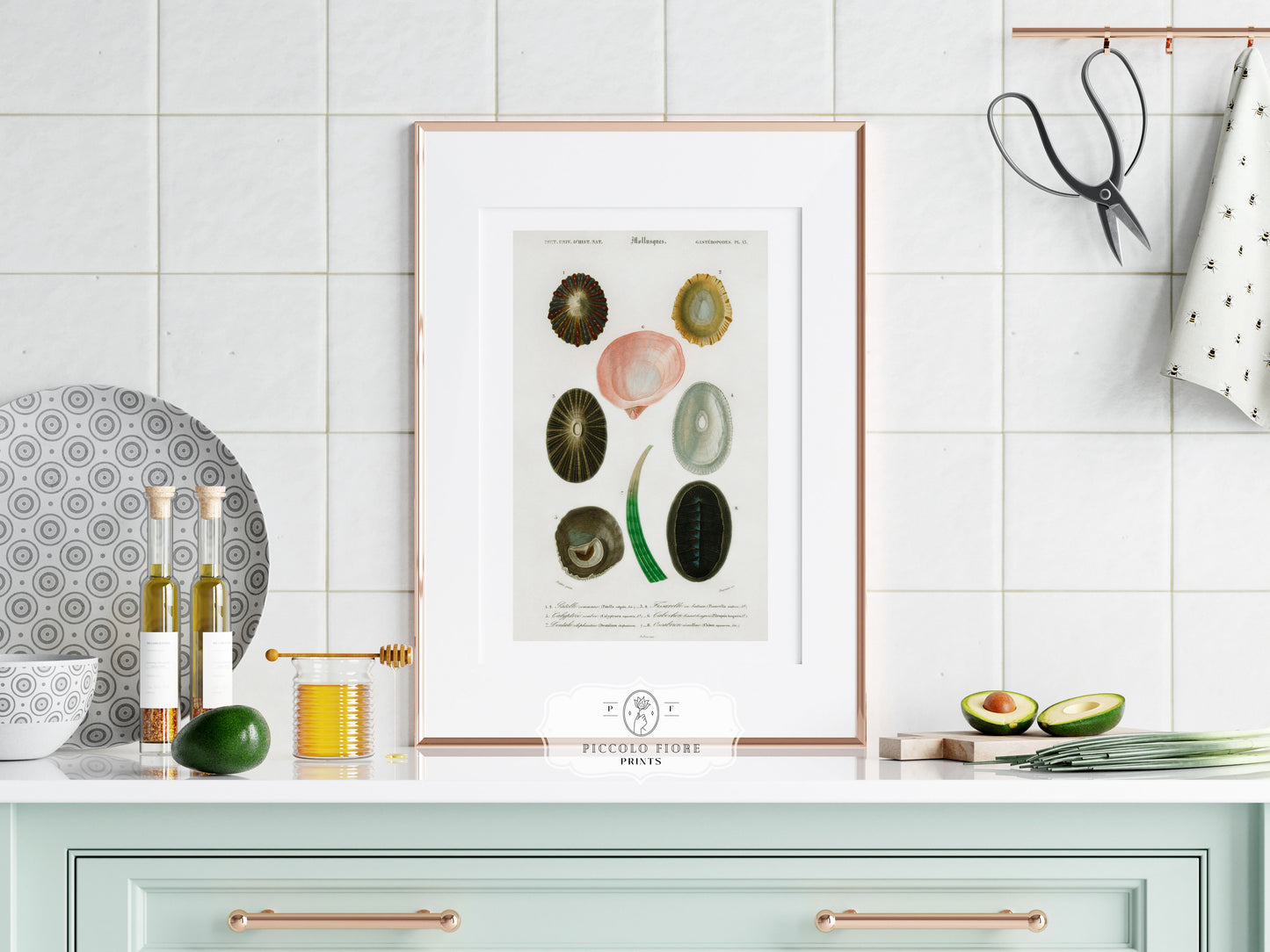 Shell/Mollusk Illustration | P230