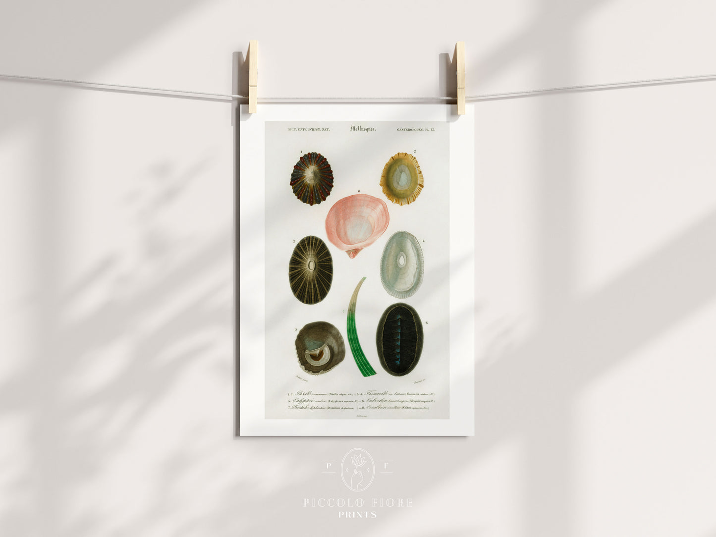 Shell/Mollusk Illustration | P230