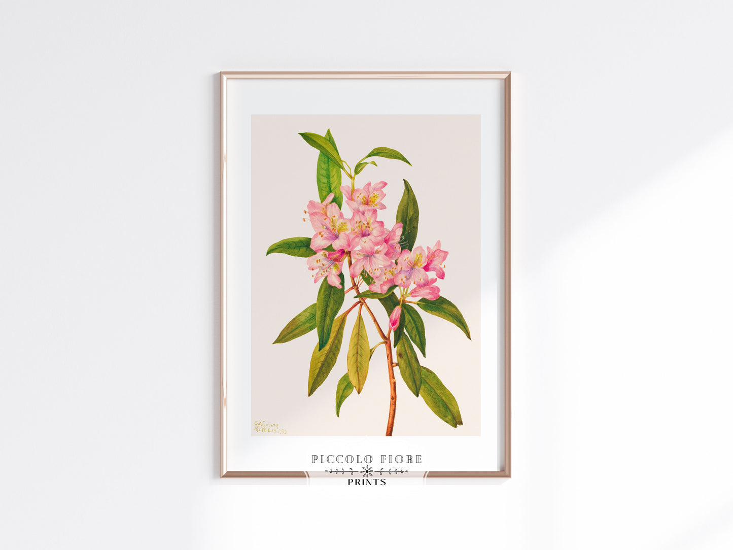Pink Rose Bay Rhododendron Illustration | P178