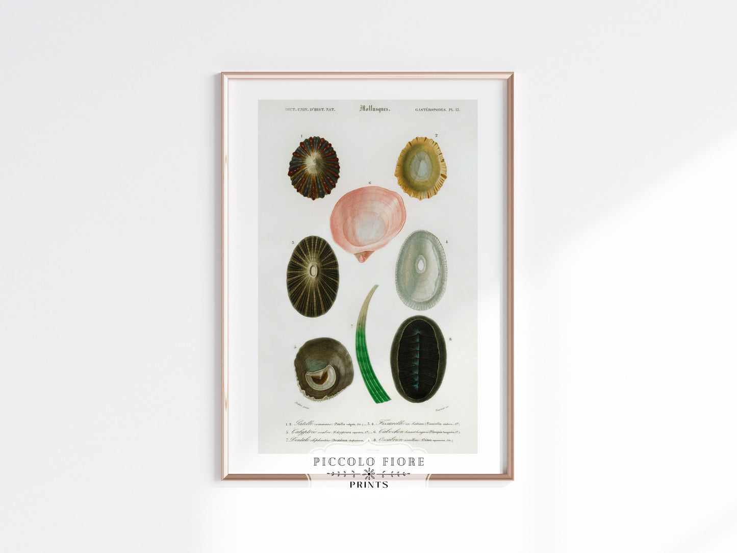 Shell/Mollusk Illustration | P230
