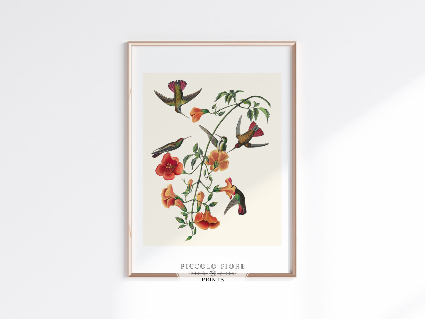 Mango Hummingbird Illustration | P258