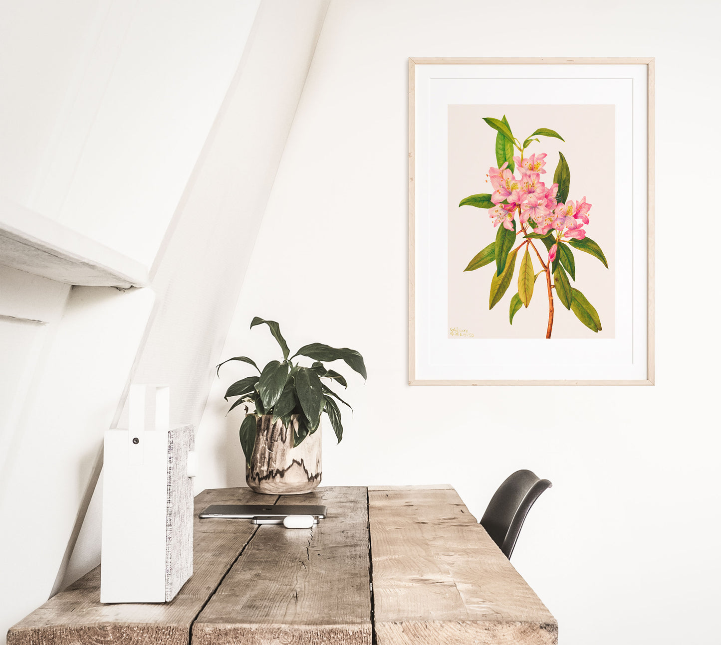 Pink Rose Bay Rhododendron Illustration | P178