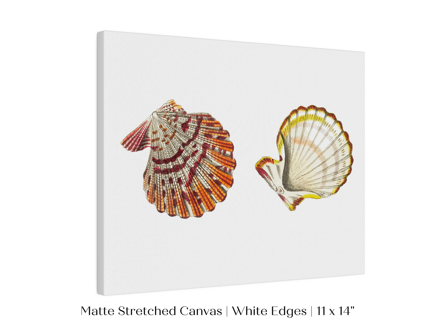 Mantle Scallop Shell Illustration | P76