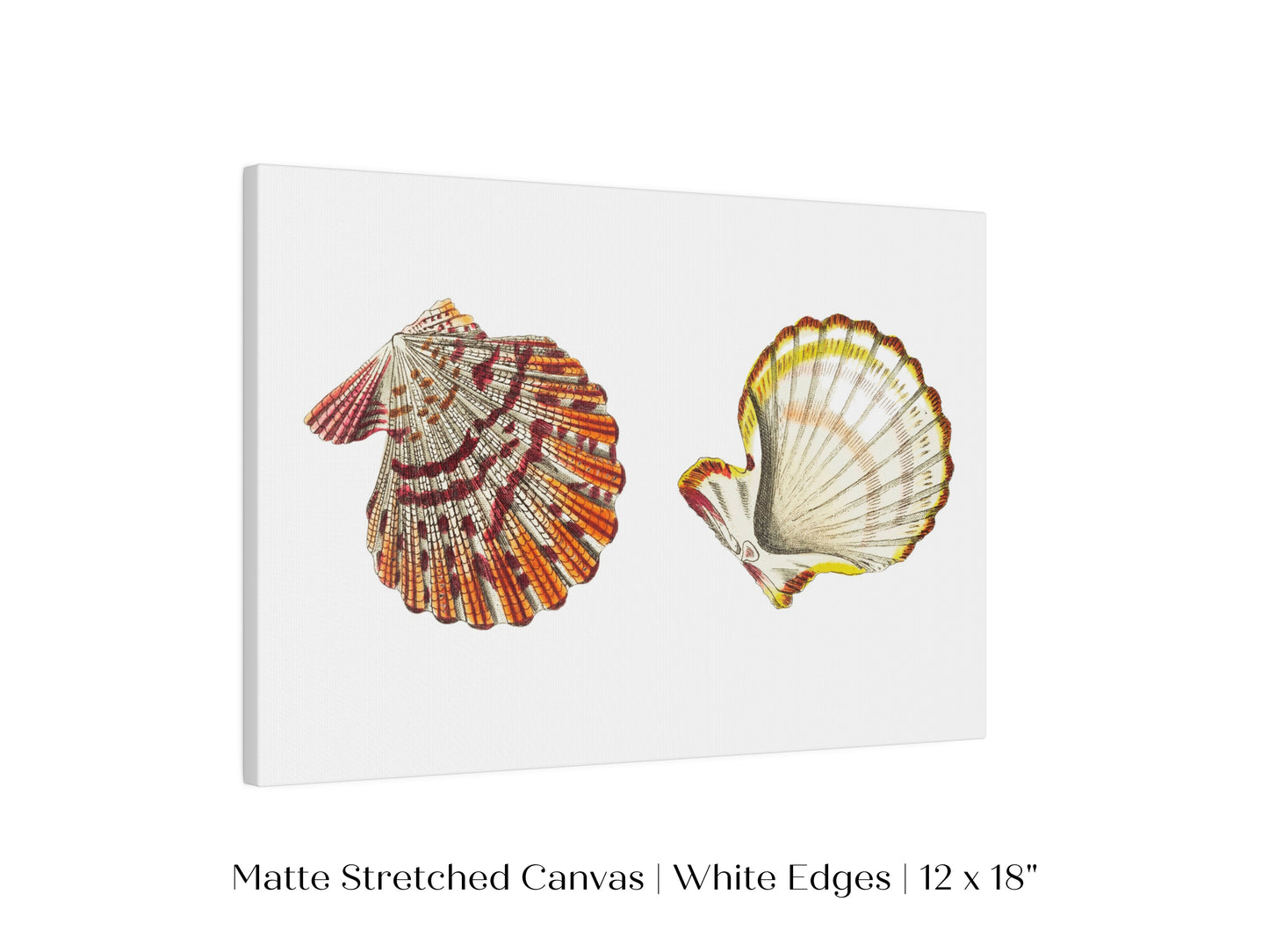 Mantle Scallop Shell Illustration | P76