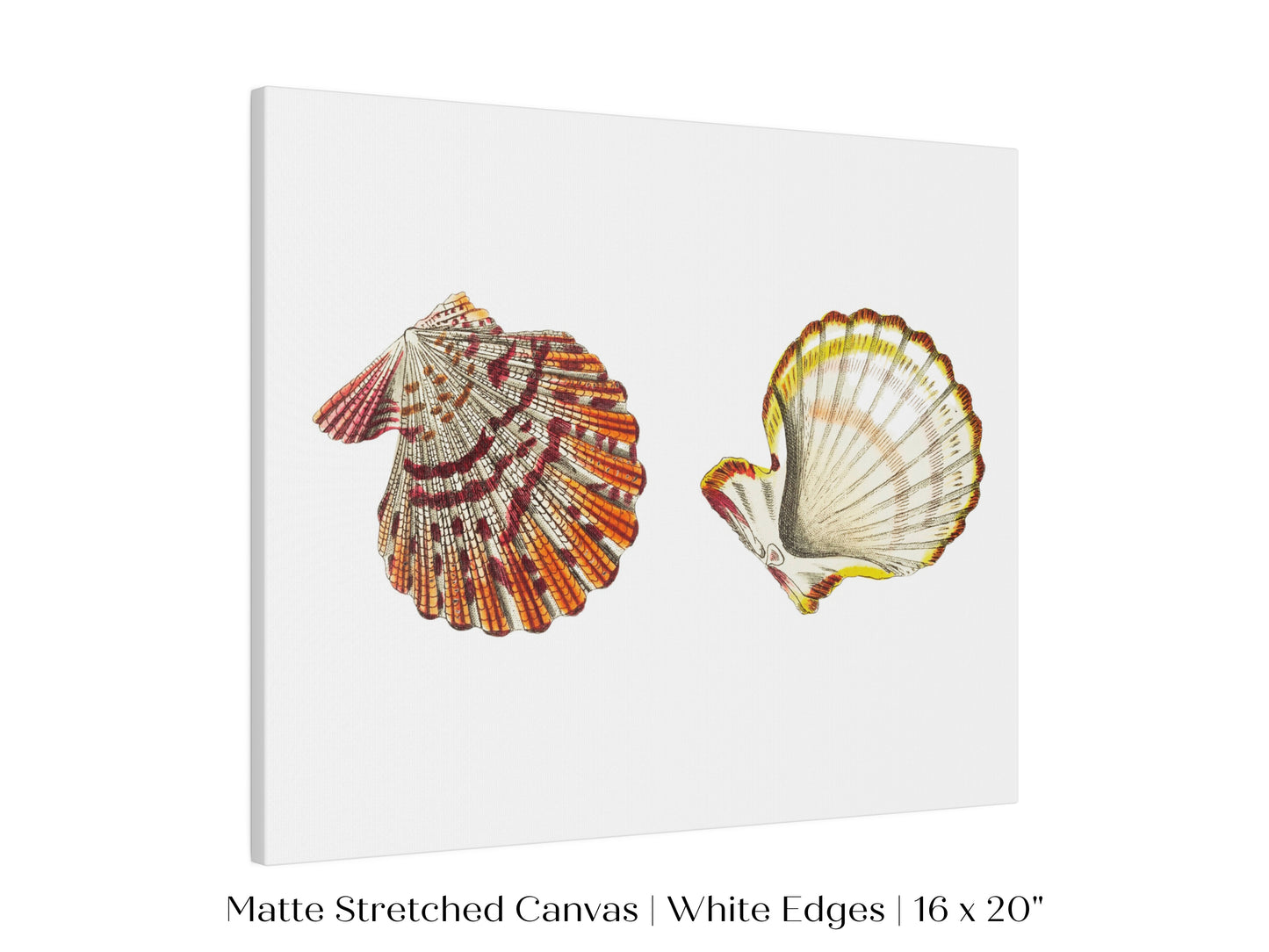 Mantle Scallop Shell Illustration | P76