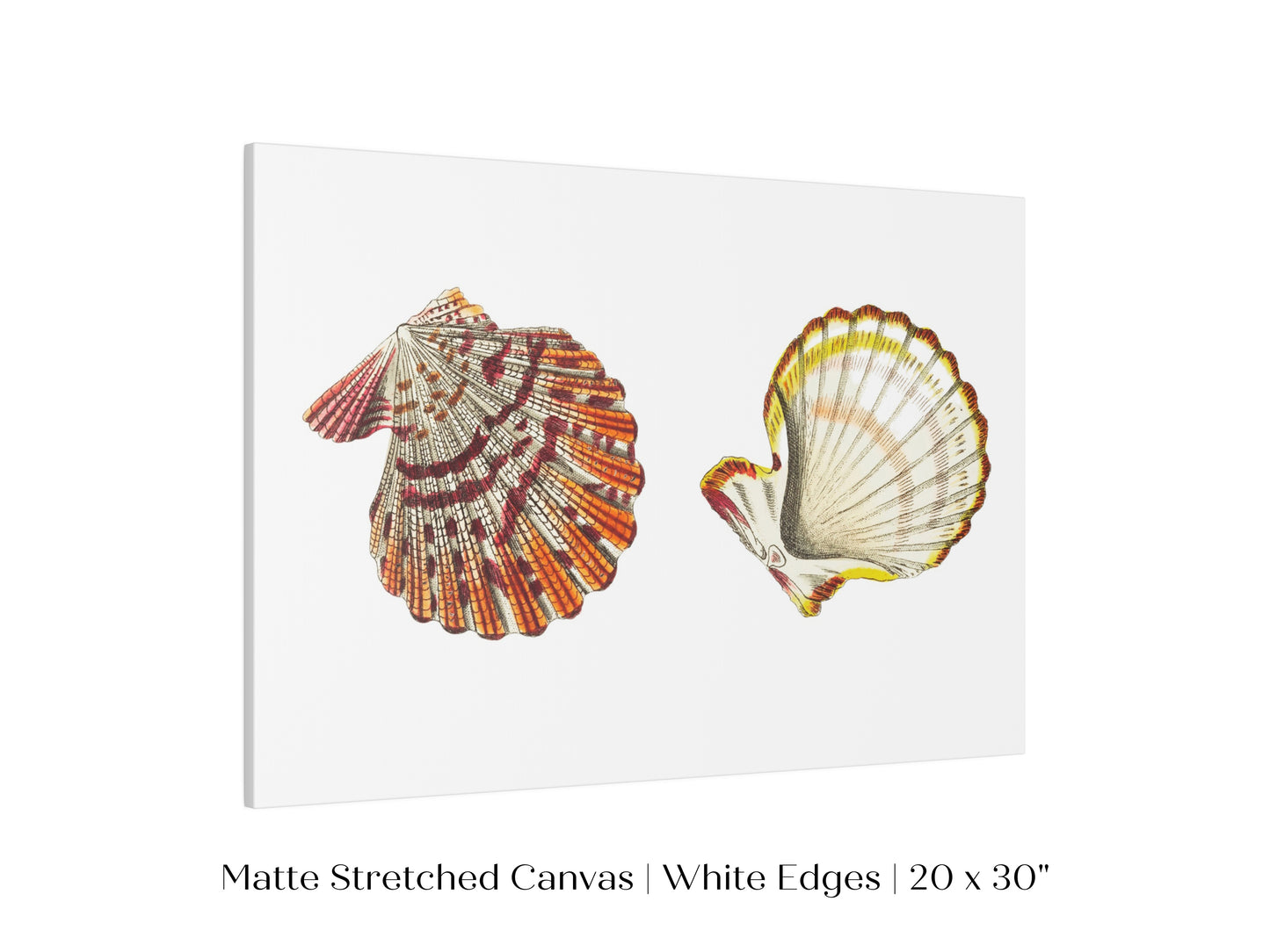 Mantle Scallop Shell Illustration | P76
