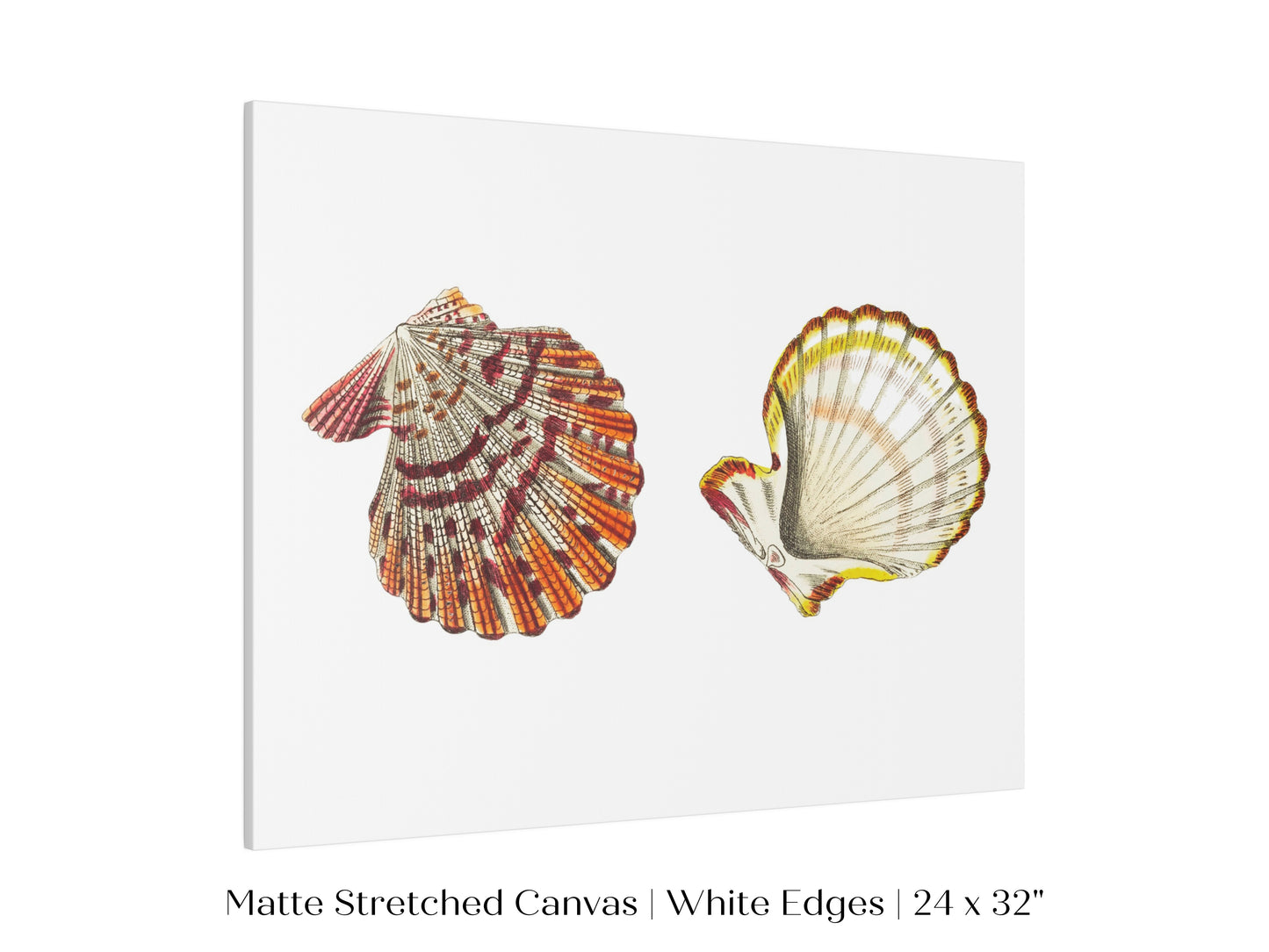 Mantle Scallop Shell Illustration | P76