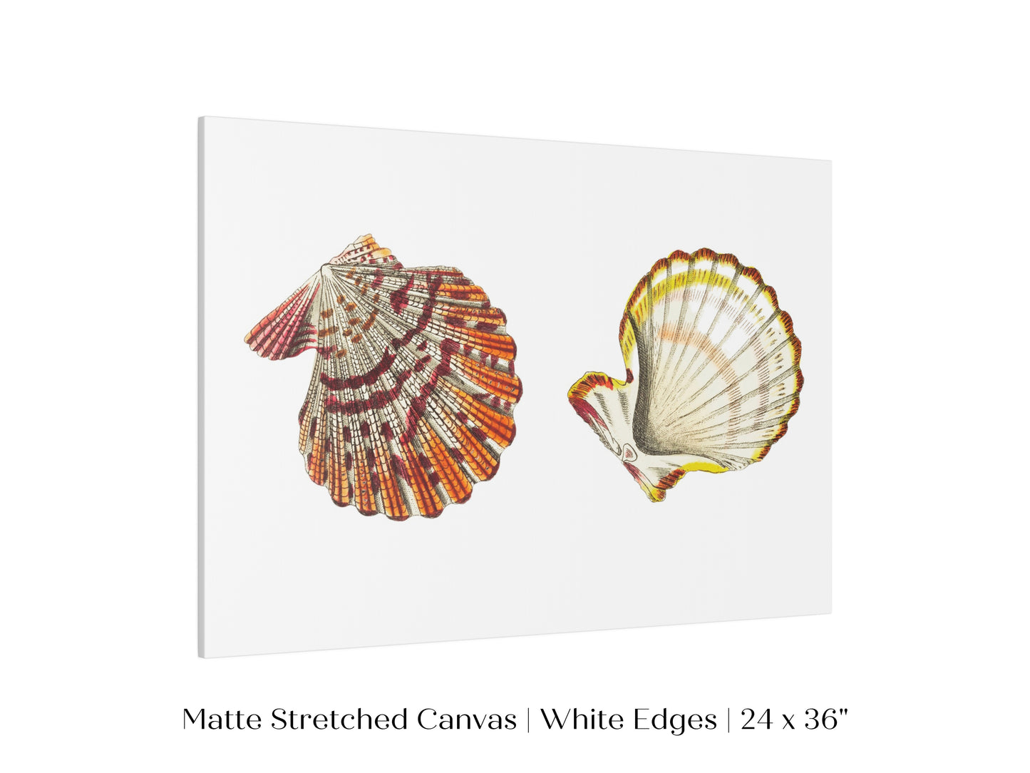 Mantle Scallop Shell Illustration | P76