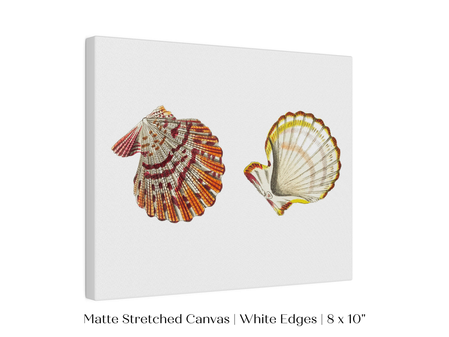 Mantle Scallop Shell Illustration | P76