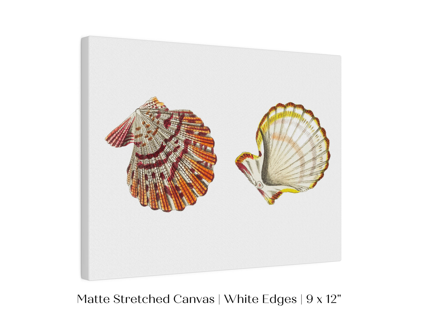 Mantle Scallop Shell Illustration | P76