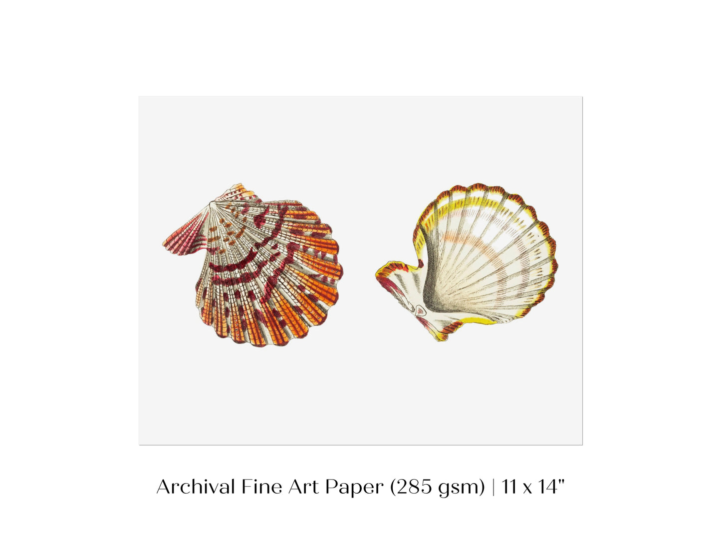 Mantle Scallop Shell Illustration | P76