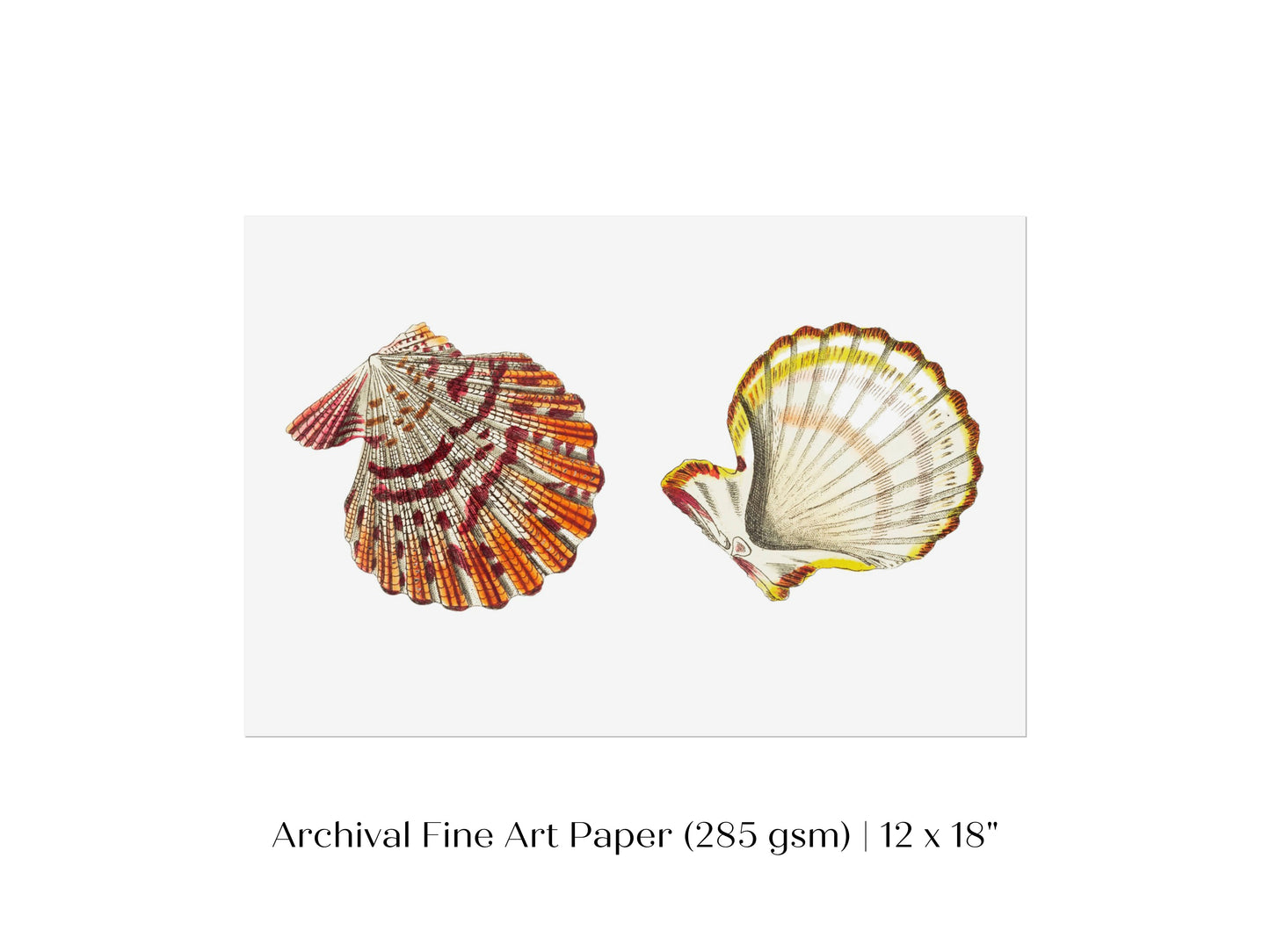 Mantle Scallop Shell Illustration | P76