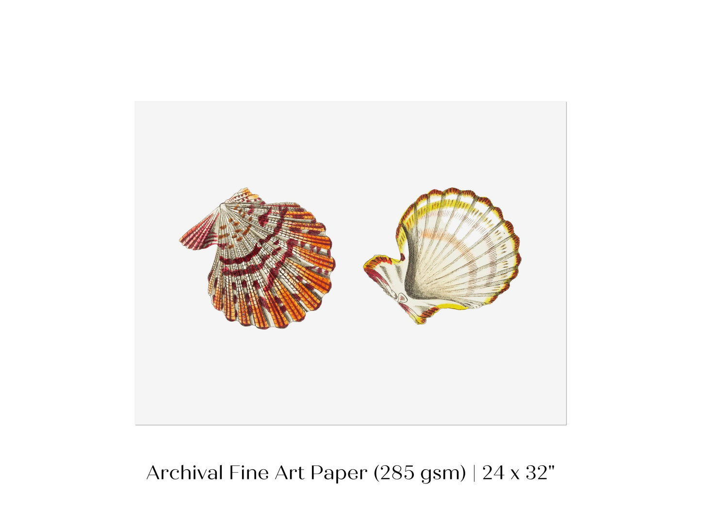Mantle Scallop Shell Illustration | P76