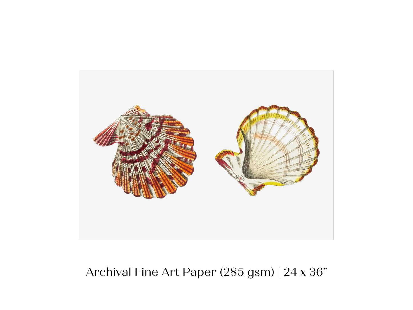 Mantle Scallop Shell Illustration | P76