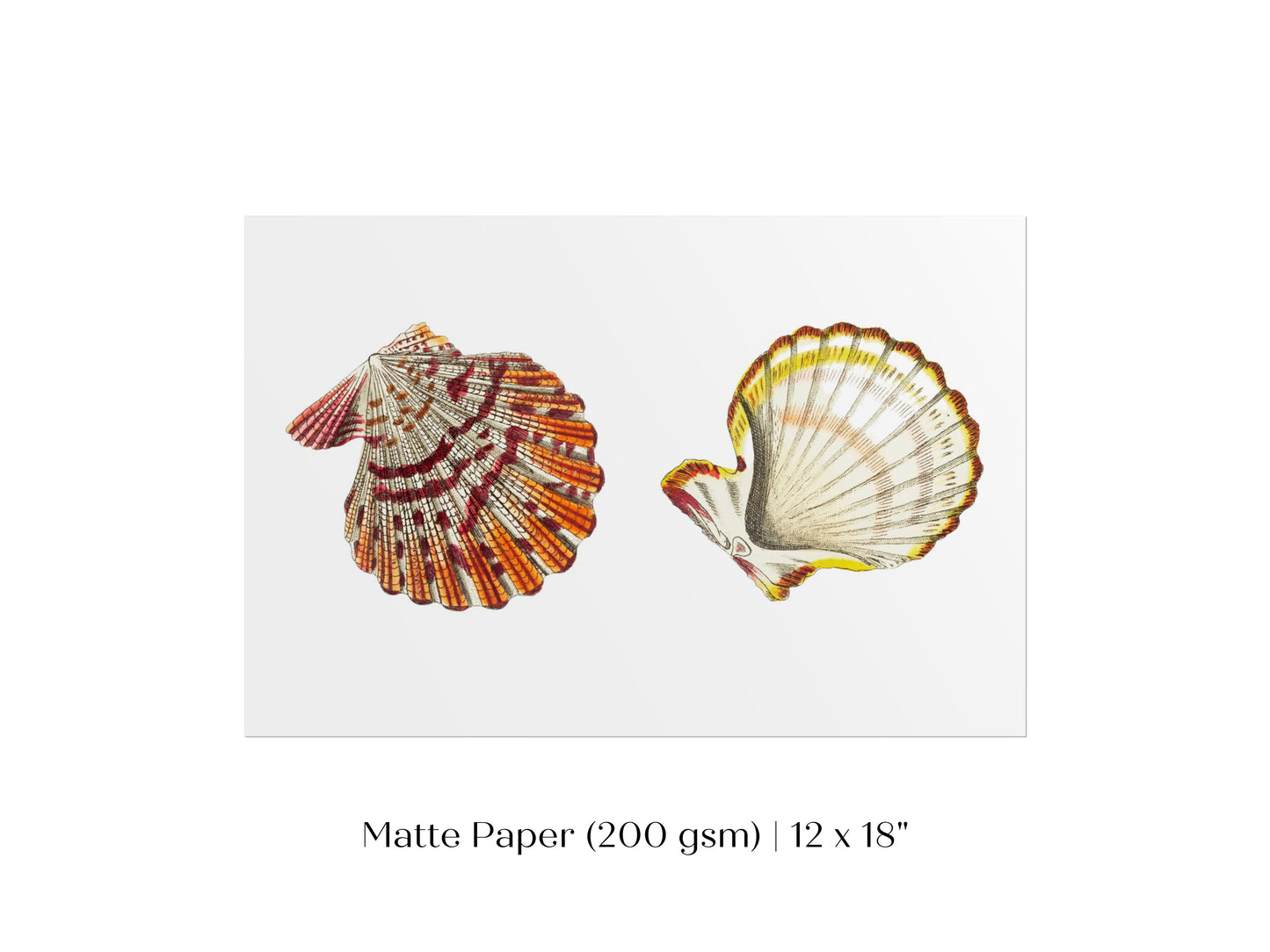 Mantle Scallop Shell Illustration | P76