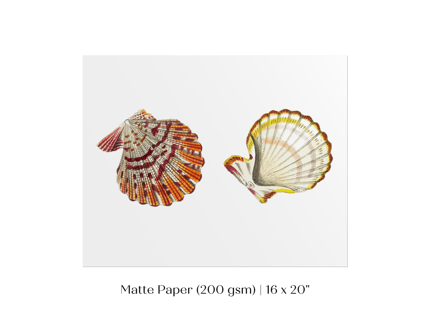 Mantle Scallop Shell Illustration | P76