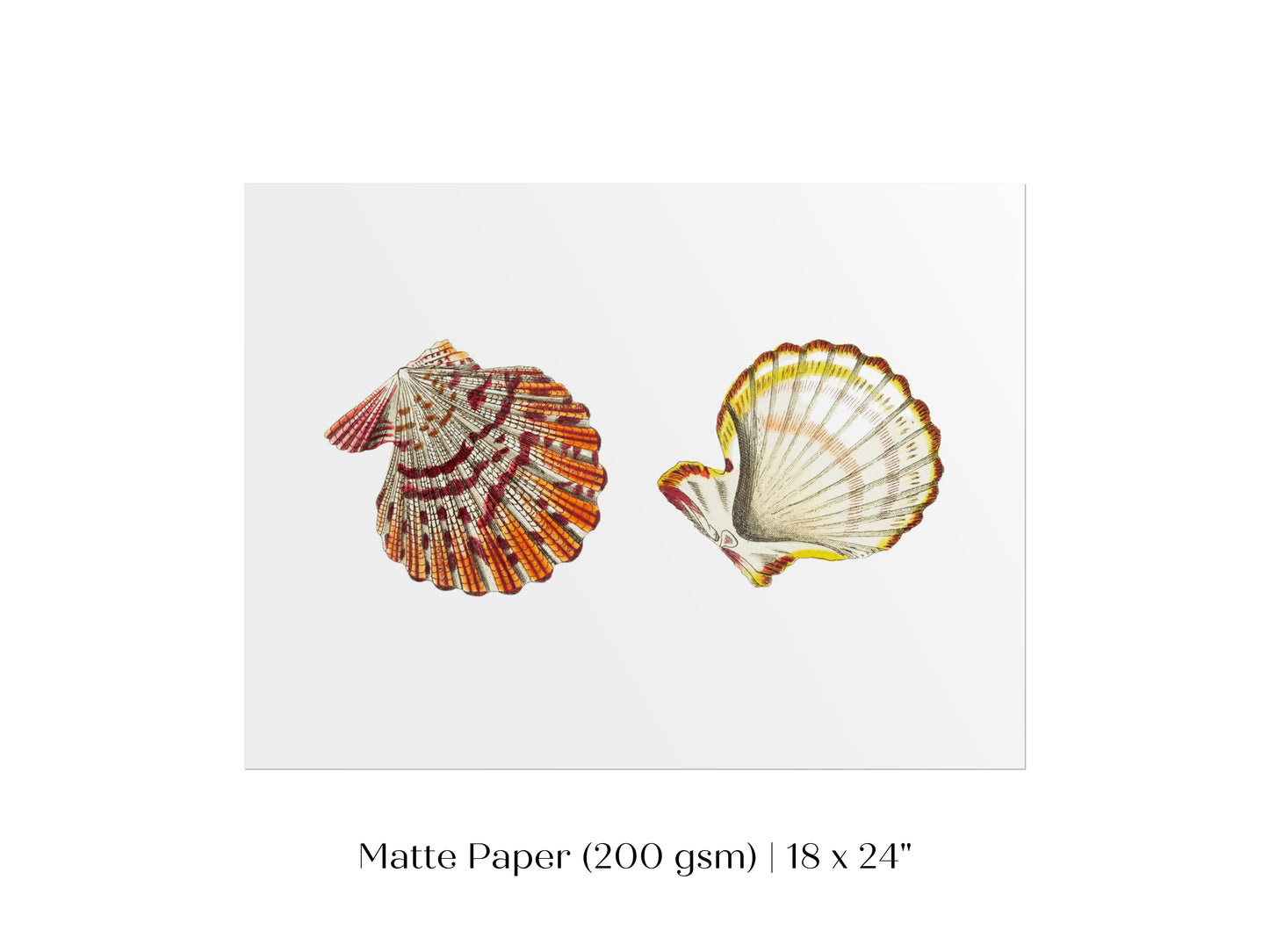 Mantle Scallop Shell Illustration | P76