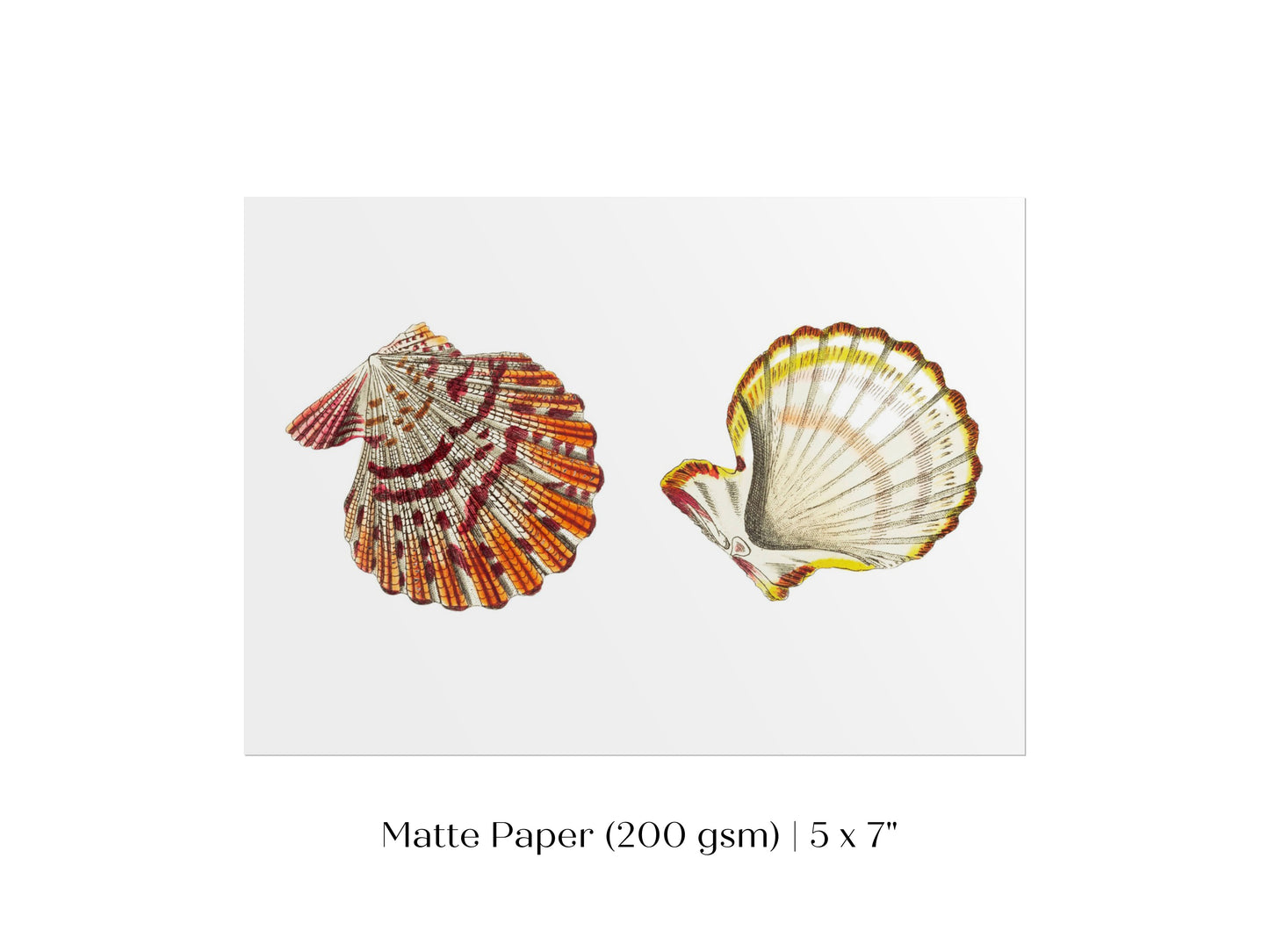 Mantle Scallop Shell Illustration | P76