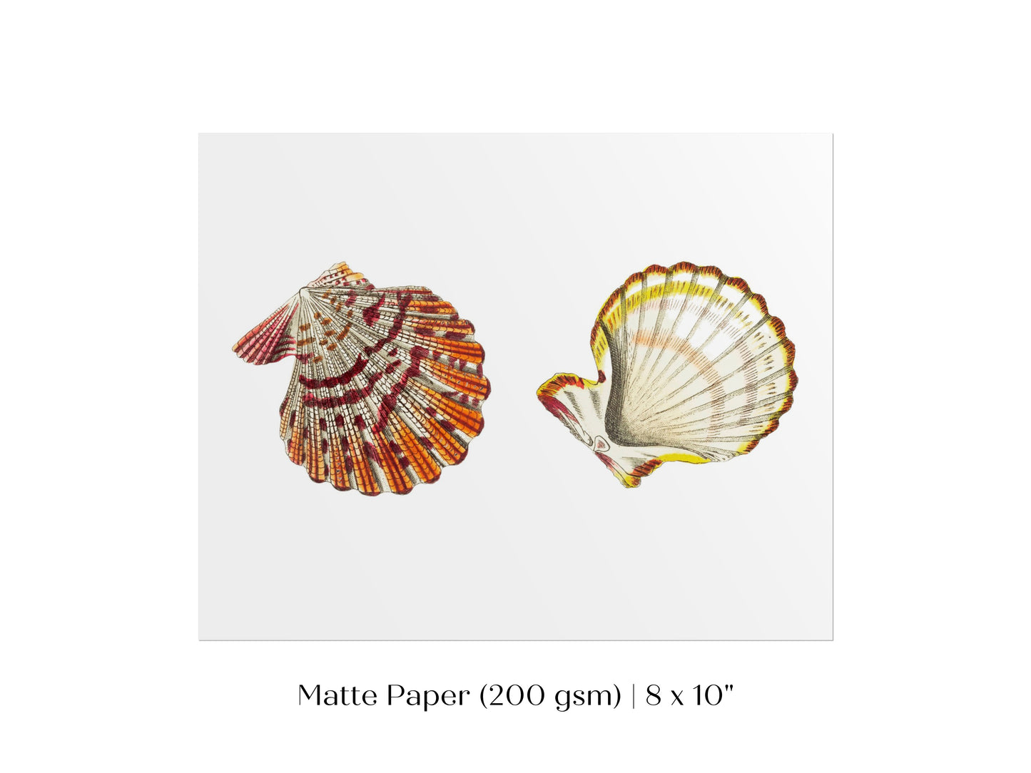 Mantle Scallop Shell Illustration | P76