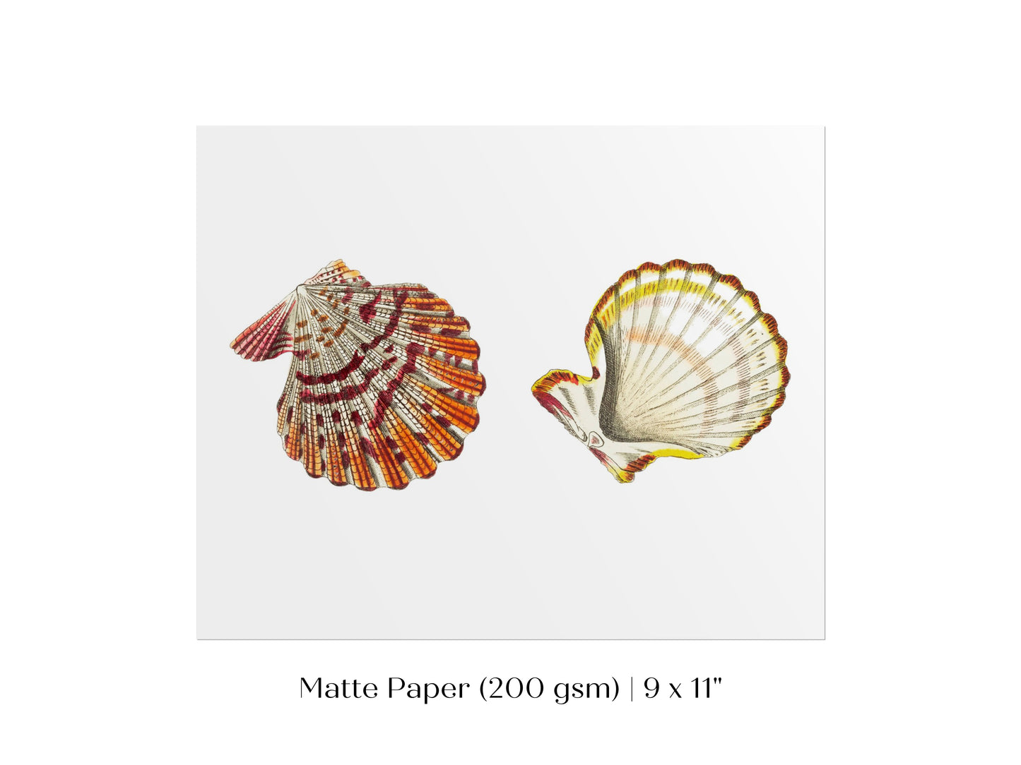 Mantle Scallop Shell Illustration | P76