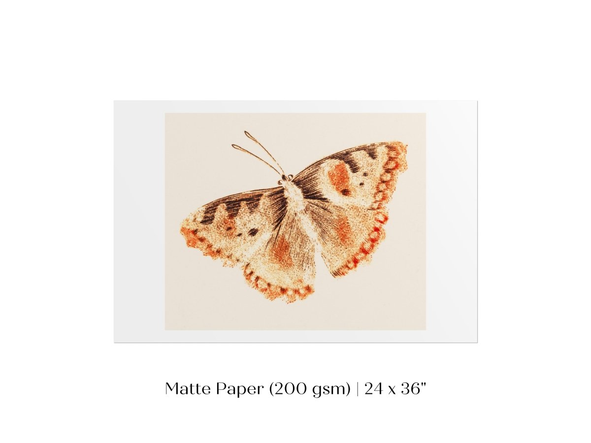 A Butterfly | P82 - Single Art Prints - Piccolo Fiore Prints