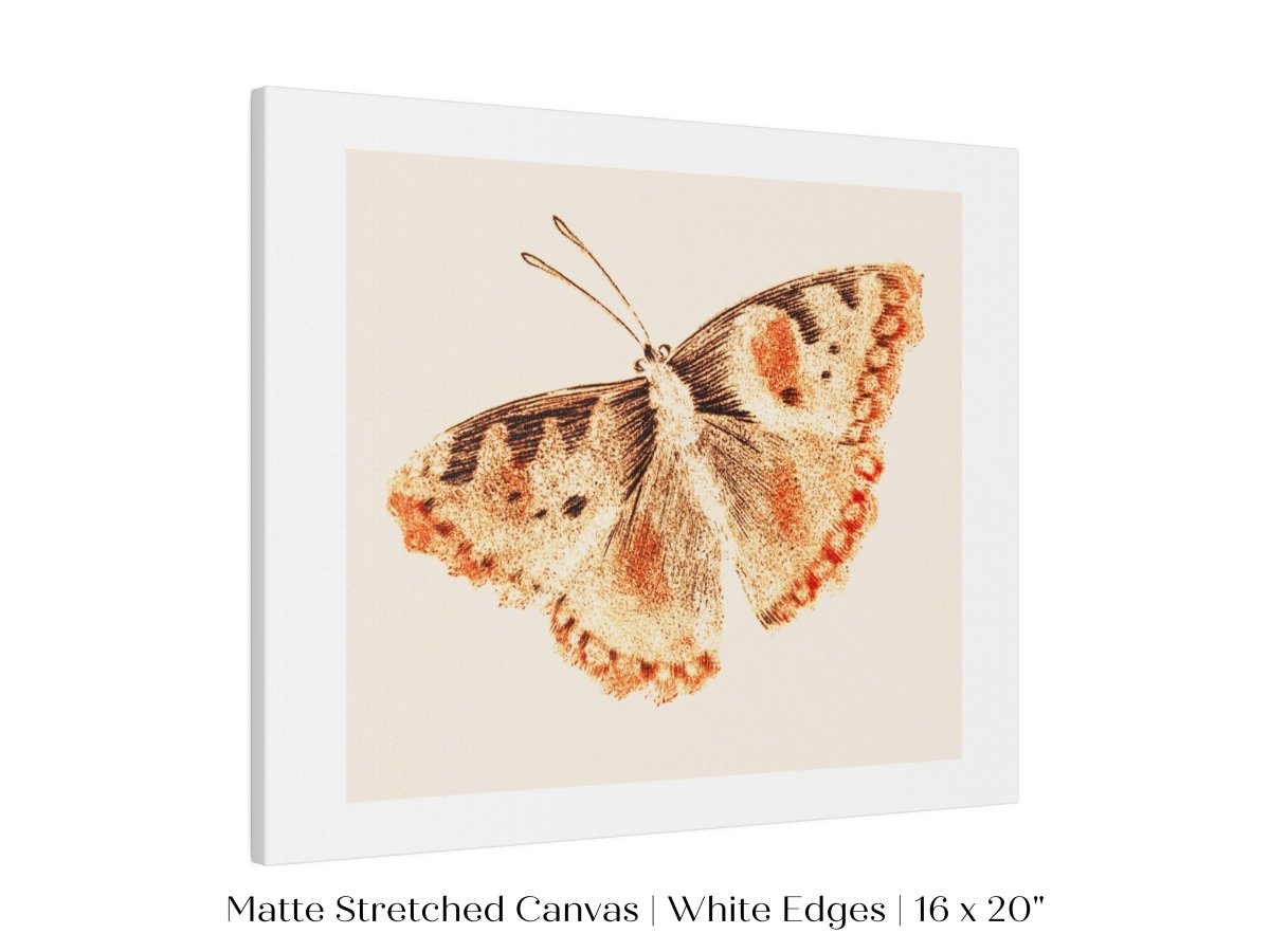 A Butterfly | P82 - Single Art Prints - Piccolo Fiore Prints