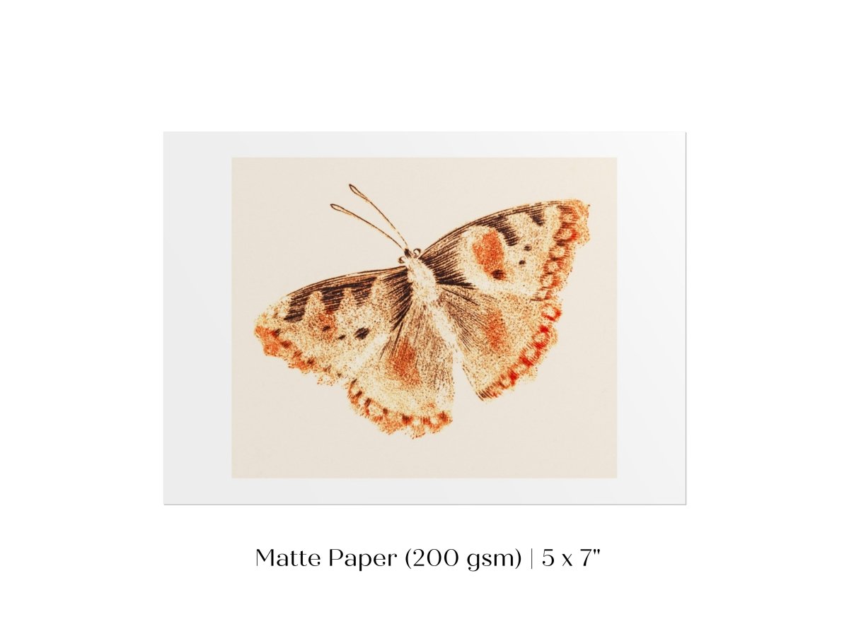 A Butterfly | P82 - Single Art Prints - Piccolo Fiore Prints