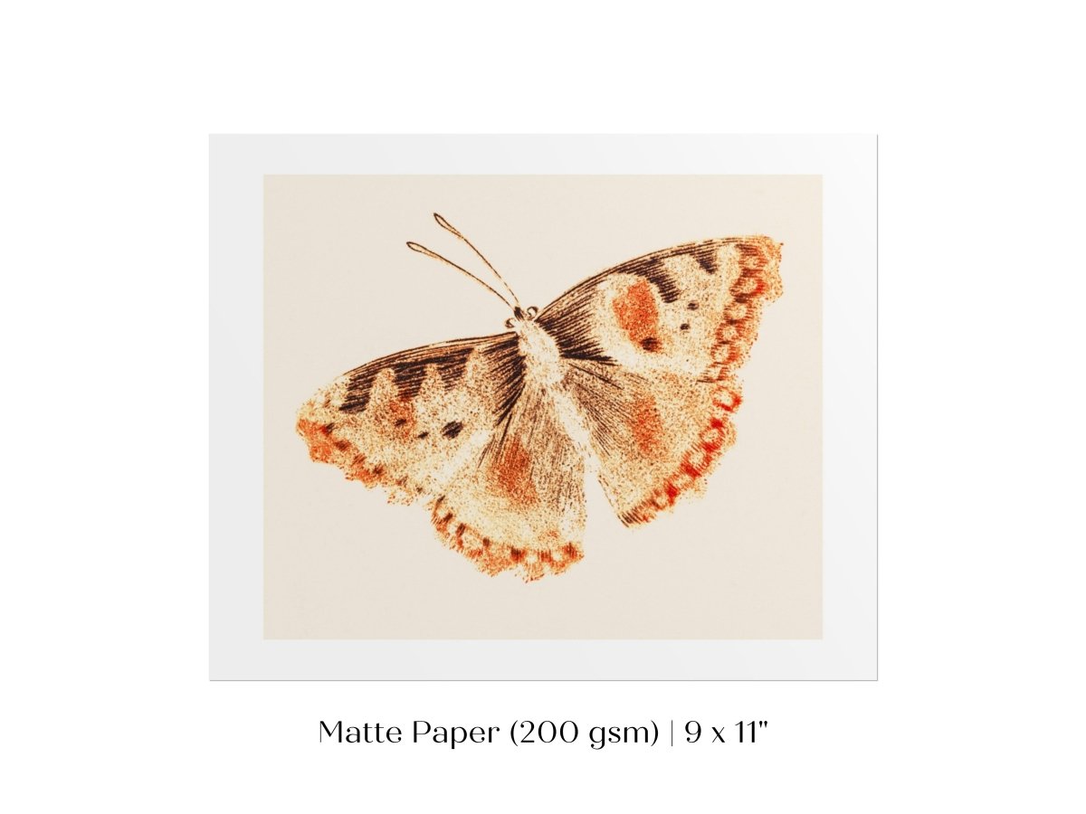 A Butterfly | P82 - Single Art Prints - Piccolo Fiore Prints