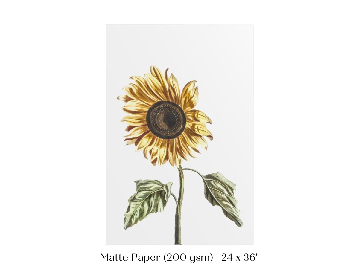 A Sunflower | P39 - Single Art Prints - Piccolo Fiore Prints