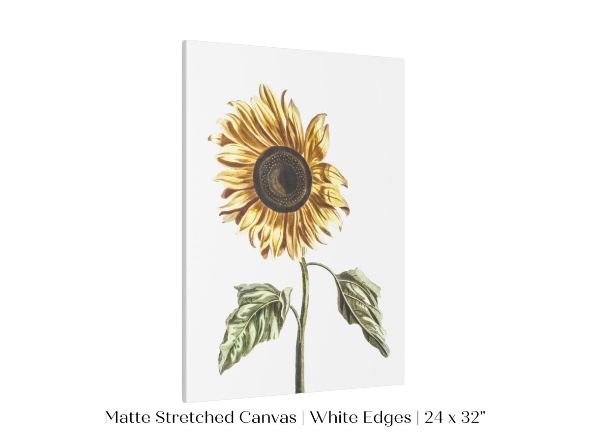 A Sunflower | P39 - Single Art Prints - Piccolo Fiore Prints