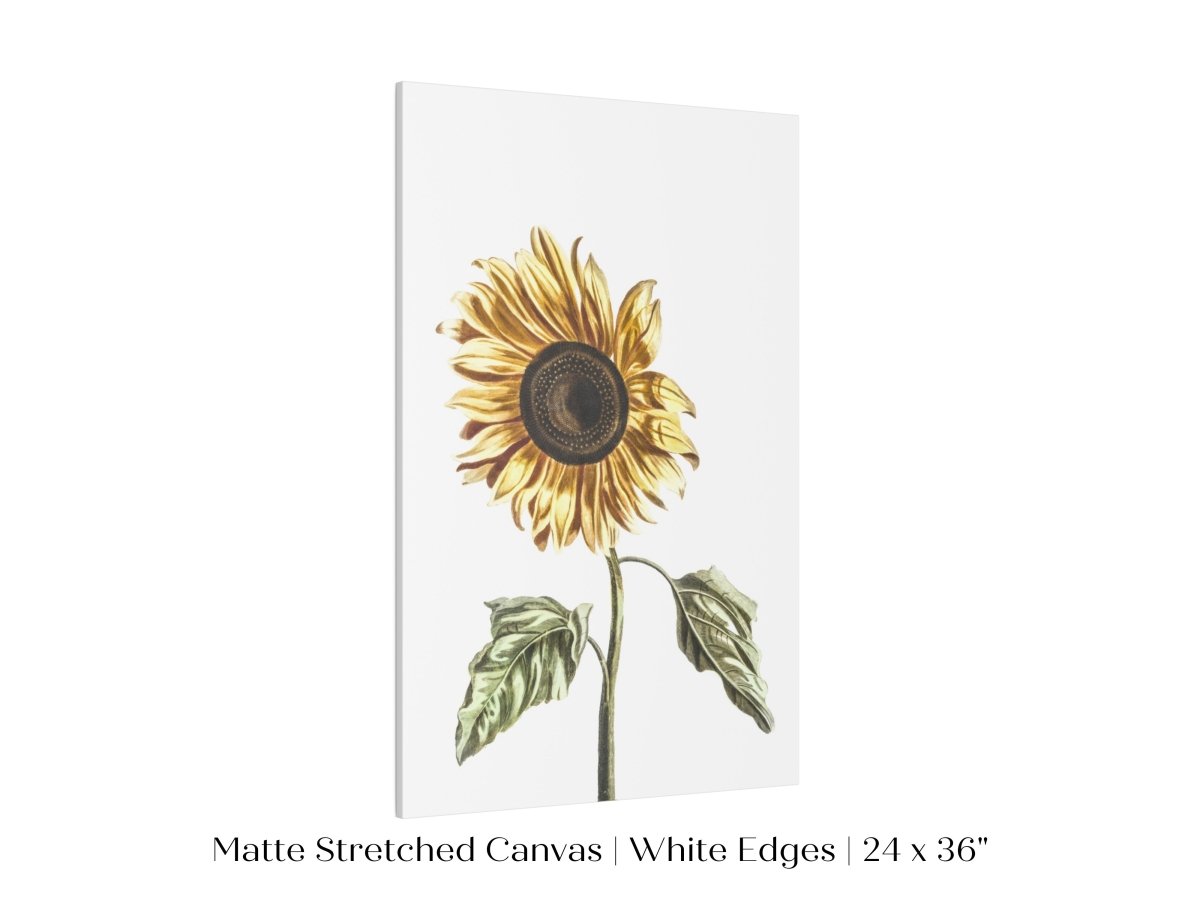 A Sunflower | P39 - Single Art Prints - Piccolo Fiore Prints