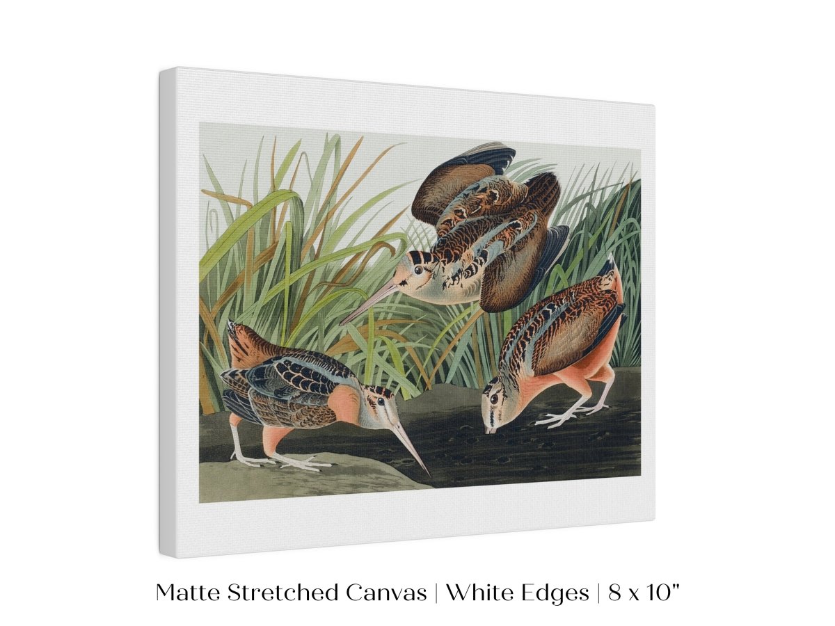 American Woodcocks Illustration | P17 - Single Art Prints - Piccolo Fiore Prints