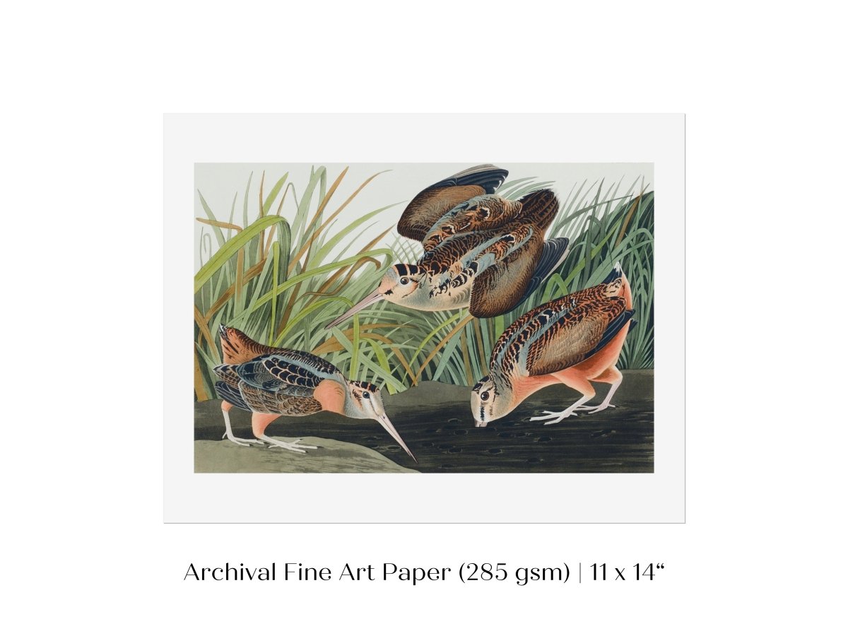 American Woodcocks Illustration | P17 - Single Art Prints - Piccolo Fiore Prints