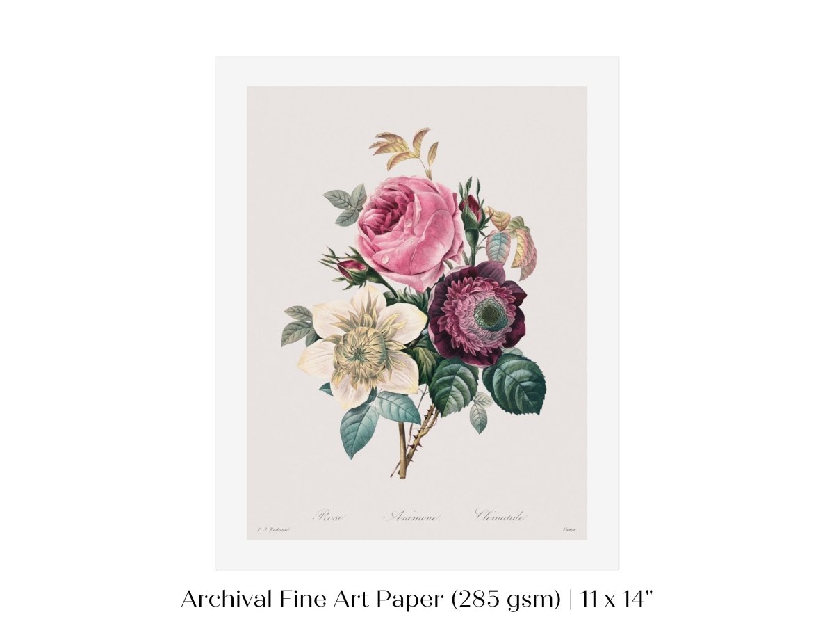 Anemone and Cabbage Rose Illustration | P492 - Single Art Prints - Piccolo Fiore Prints