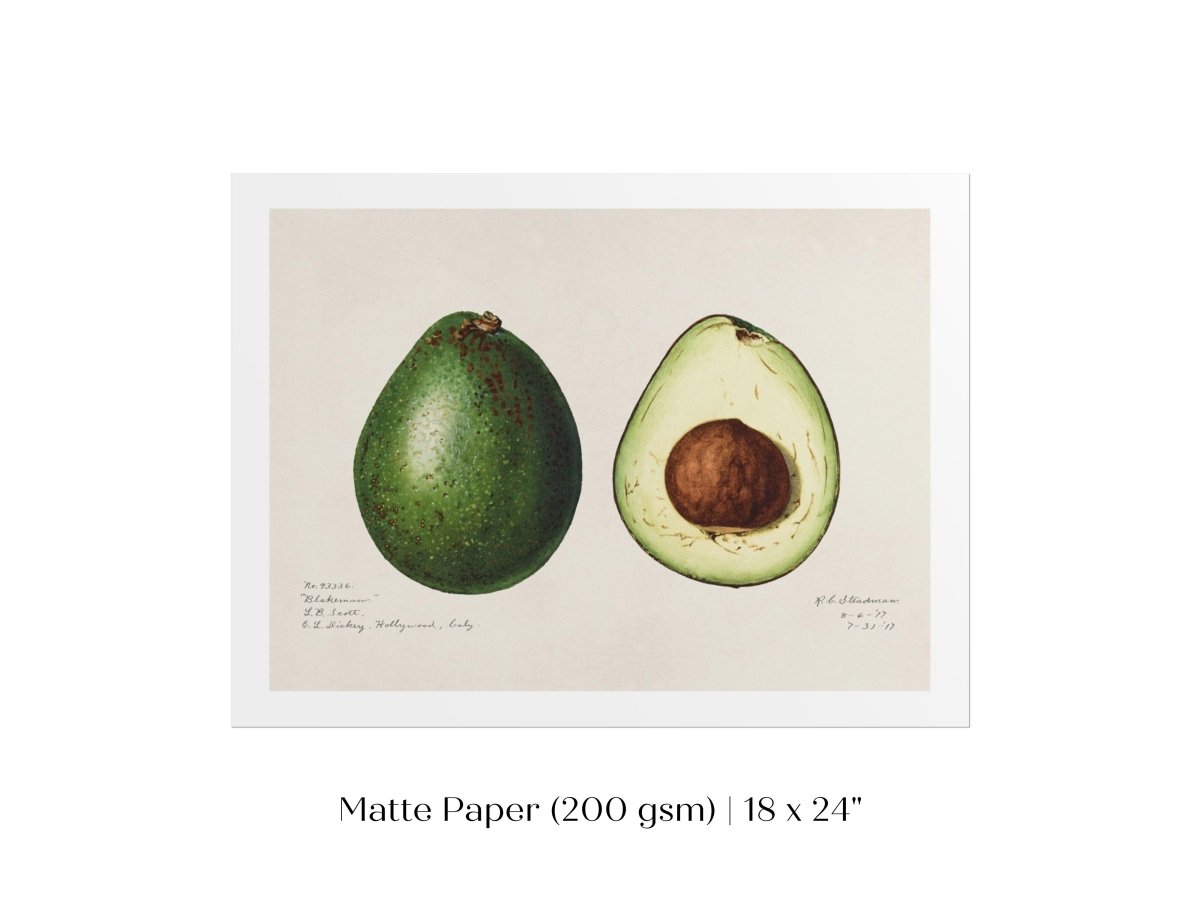 Avocado Illustration | P416 - Single Art Prints - Piccolo Fiore Prints