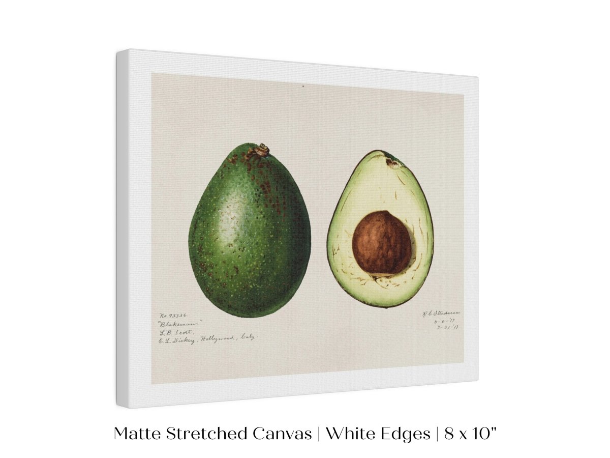 Avocado Illustration | P416 - Single Art Prints - Piccolo Fiore Prints