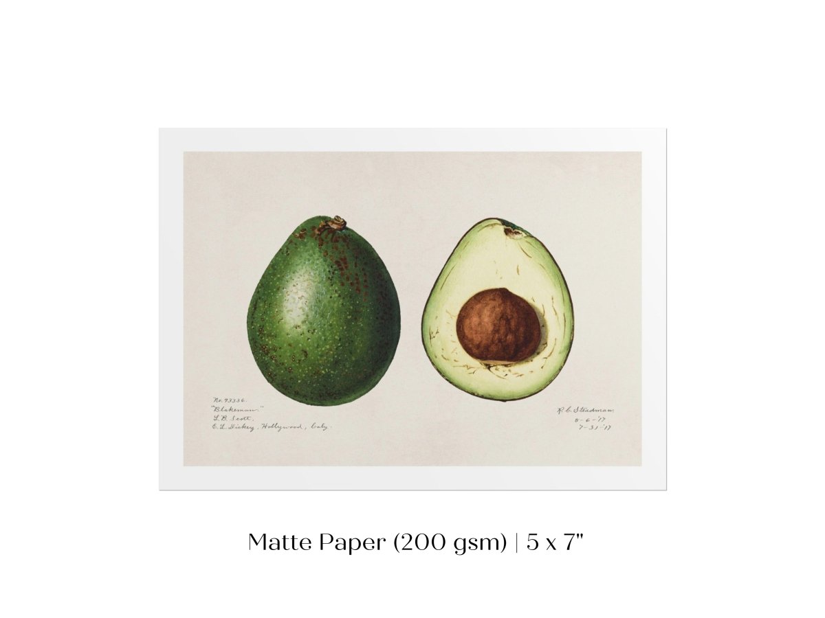Avocado Illustration | P416 - Single Art Prints - Piccolo Fiore Prints