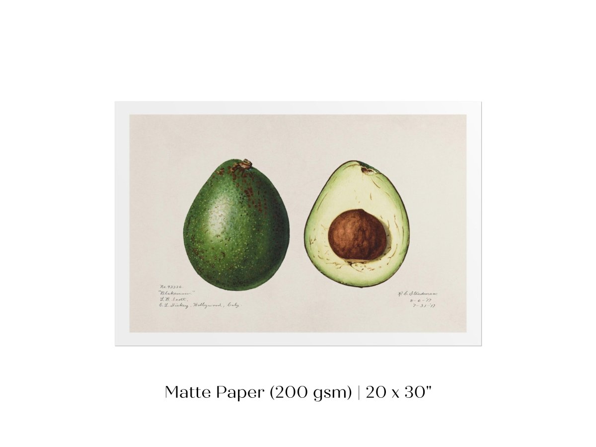 Avocado Illustration | P416 - Single Art Prints - Piccolo Fiore Prints