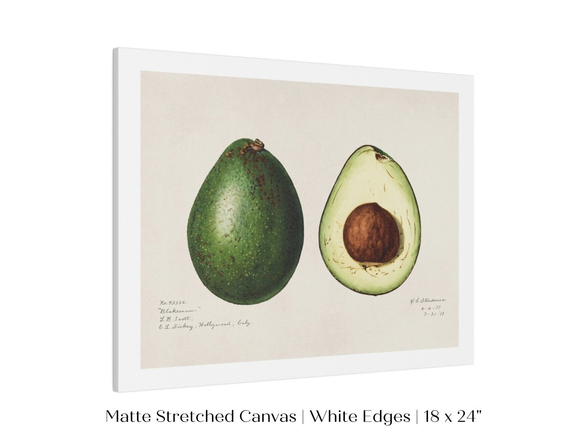 Avocado Illustration | P416 - Single Art Prints - Piccolo Fiore Prints