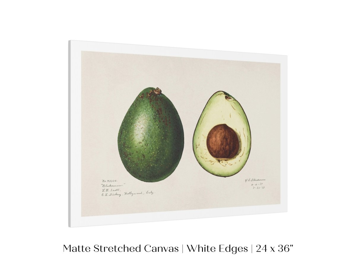 Avocado Illustration | P416 - Single Art Prints - Piccolo Fiore Prints