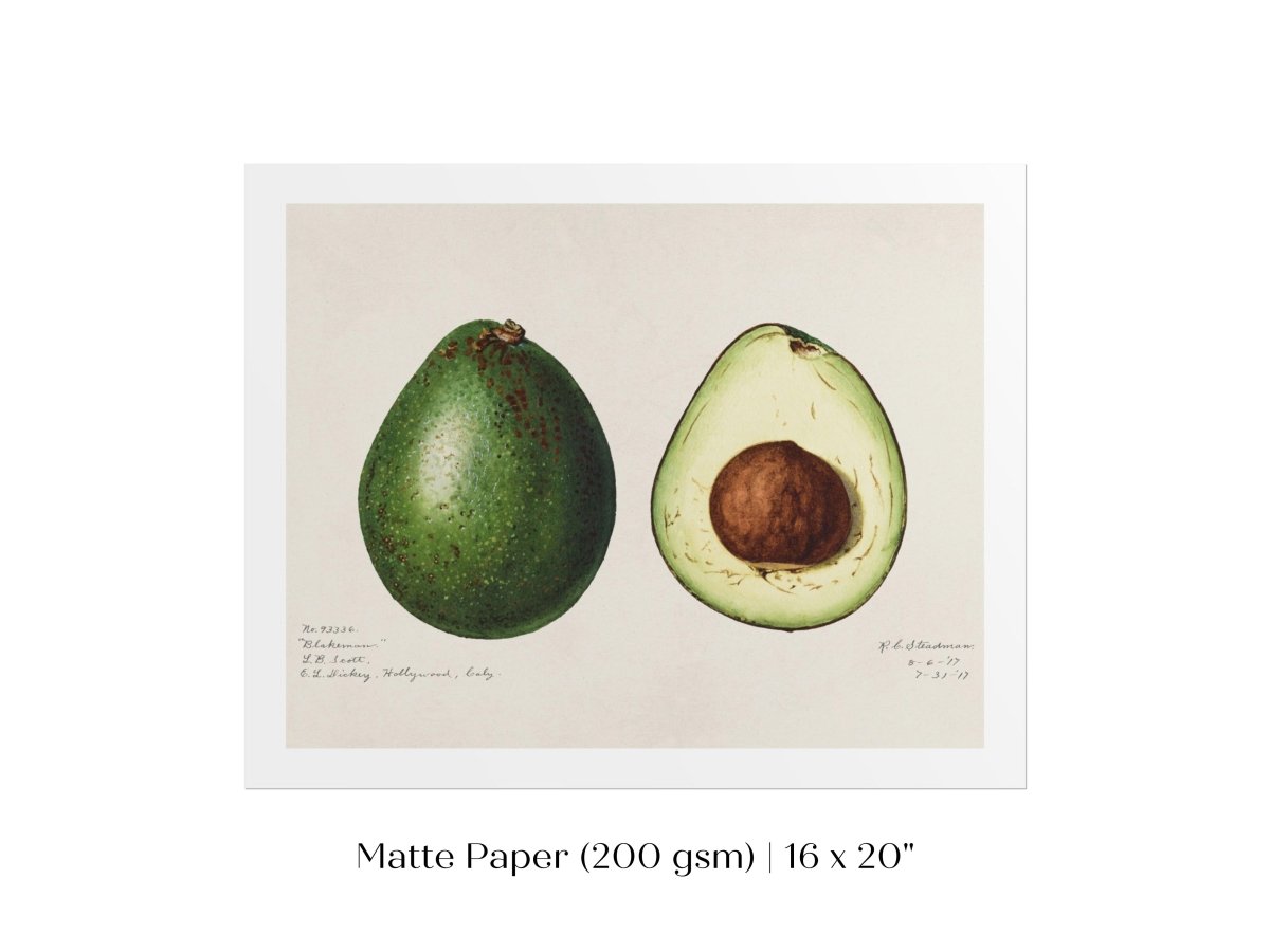 Avocado Illustration | P416 - Single Art Prints - Piccolo Fiore Prints