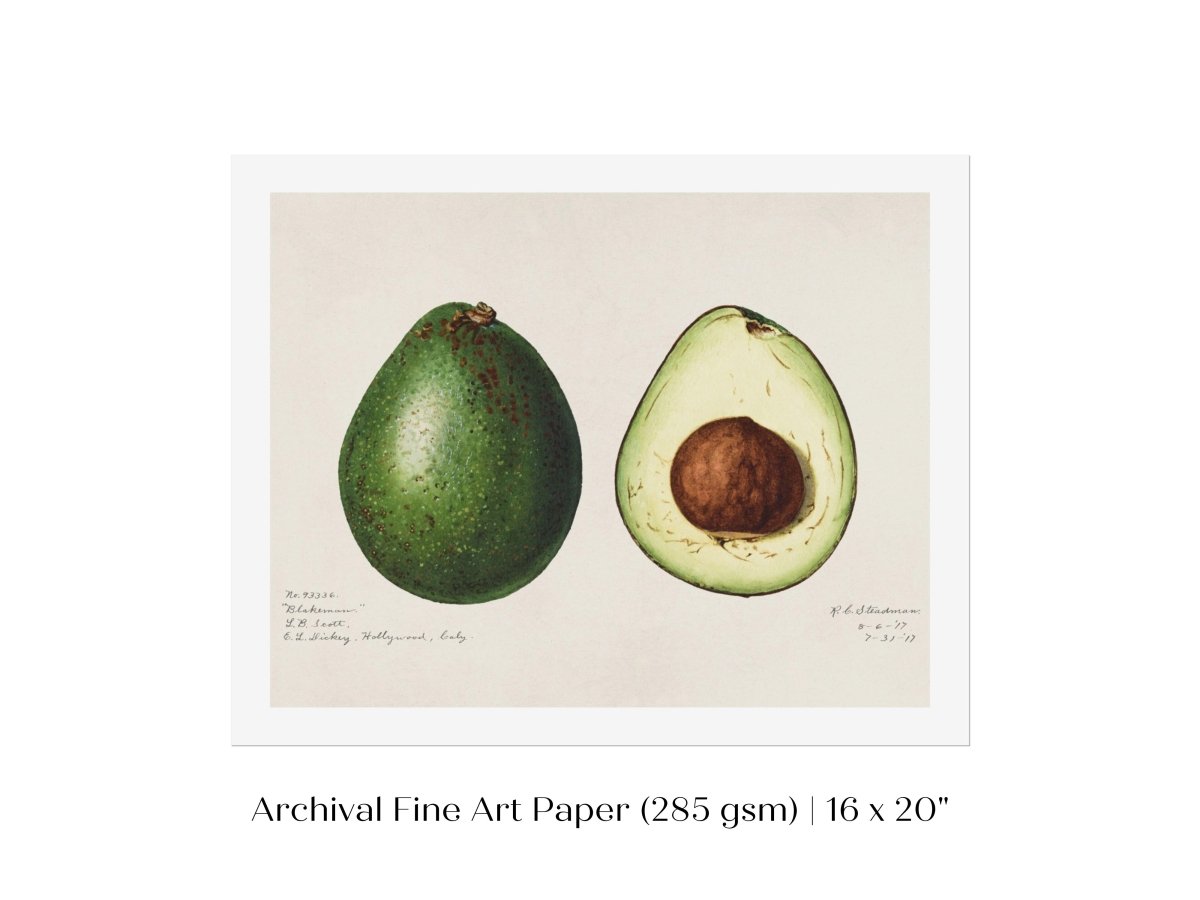 Avocado Illustration | P416 - Single Art Prints - Piccolo Fiore Prints