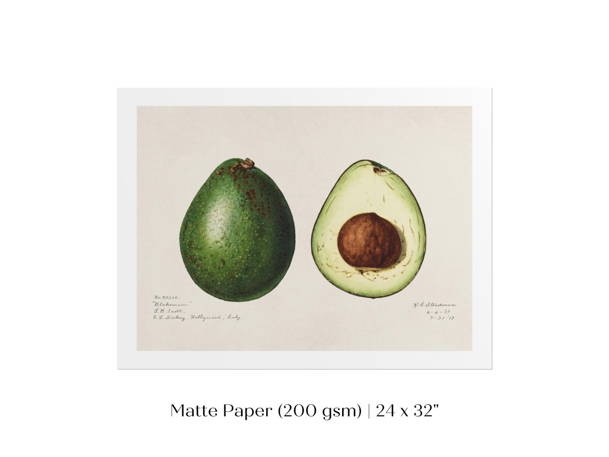 Avocado Illustration | P416 - Single Art Prints - Piccolo Fiore Prints